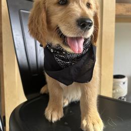 Tomac - Golden male Golden Retriever puppy in Stratford, Oklahoma from Golden Breed