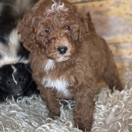 Bernedoodle, Goldendoodle, and Poodle Puppies from Bells Poodles n Doodles