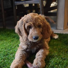 Goldendoodle Puppies from BB Doodles