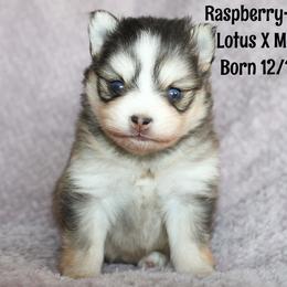 Raspberry - Wolf sable female Pomsky puppy in Centerville, Iowa from LJ Kennels Pomskies, LLC