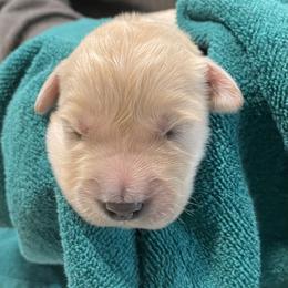 Paco - Light golden male Golden Retriever puppy in Ennis, Texas from Amberidge Golden Retrievers
