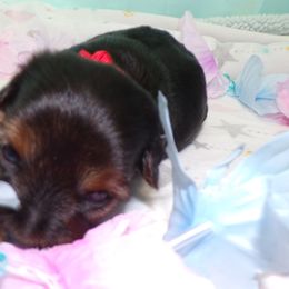 Yorkshire Terriers from Yorkie Blessings