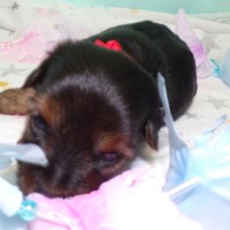 Yorkshire Terriers from Yorkie Blessings