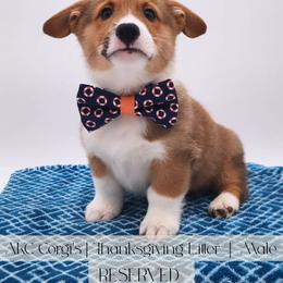 Sweet Potato - Red male Pembroke Welsh Corgi puppy in Pine Village, Indiana from NL Horsemanship