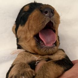 Airedale Terrier Puppies from Susie Mitchell