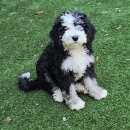 Quince - Tri-color male Bernedoodle puppy in Mechanicsville, Virginia from Loblolly Moon Farm
