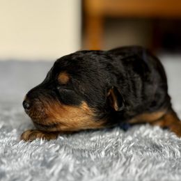 Male 1 - Black and tan male Airedale Terrier puppy in Branch, Michigan from Aim High Airedales & German Shorthaired Pointers