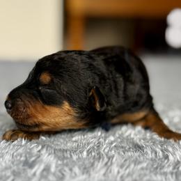 Male 1 - Black and tan male Airedale Terrier puppy in Branch, Michigan from Aim High Airedales & German Shorthaired Pointers