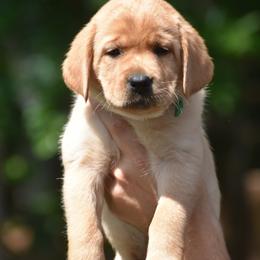 Rusty - Yellow male Labrador Retriever puppy in Carthage, North Carolina from Wicked Pines Retrievers