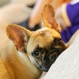 French Bulldogs from Vixbull French Bulldogs