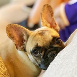 French Bulldogs from Vixbull French Bulldogs