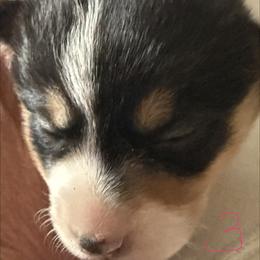 Girl 3 - Black and tan female Pembroke Welsh Corgi puppy in Sterling, Connecticut from Corgi Cottage