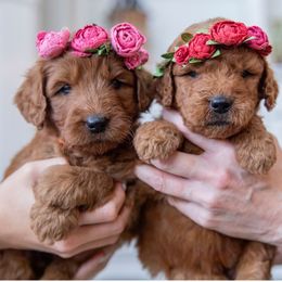 Goldendoodle Puppies from Jessie’s Doodles