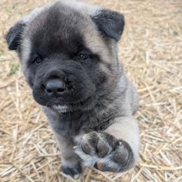 Saki's Boy - Fawn, black overlay male Akita puppy in South Carolina from Sierra Mountain Akitas