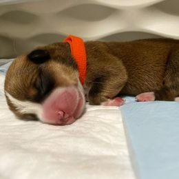 Pembroke Welsh Corgi Puppies from Swezey Pembroke Welsh Corgis