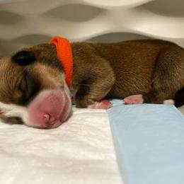 Pembroke Welsh Corgi Puppies from Swezey Pembroke Welsh Corgis