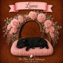 Luna - Black and silver female Miniature Schnauzer puppy in Winter Haven, Florida from The Blue Eyed Schnauzer