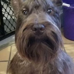 Miniature Schnauzers from Trinity Schnauzers