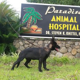 German Shepherd Puppies from Guamany K9 Vomhaus