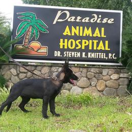 German Shepherd Puppies from Guamany K9 Vomhaus