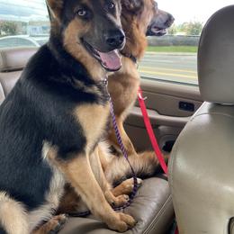 German Shepherd All Grown Up from Angel Oak German Shepherds