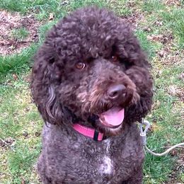 Australian Labradoodle All Grown Up from Atlantic Labradoodles
