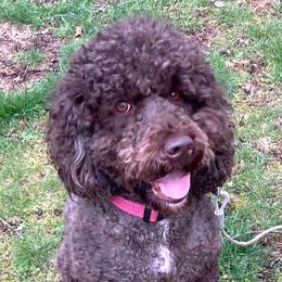 Australian Labradoodle All Grown Up from Atlantic Labradoodles