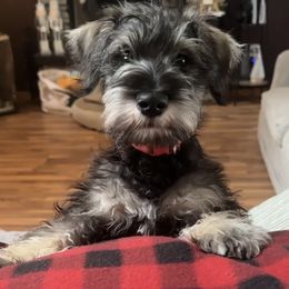 Chase - Black and silver male Miniature Schnauzer puppy in Akeley, Minnesota from Great Northern Schnauzers