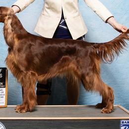 Hattie - Irish Setter