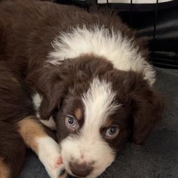 Australian Shepherd Puppies from Aussie Odyssey