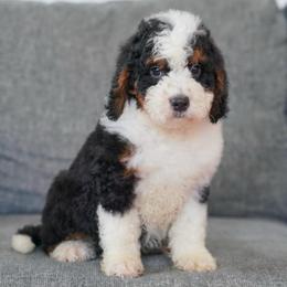Crimson - Tri-color male Bernedoodle puppy in Dundee, Ohio from Down Home Doodle