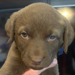 Blue Collar girl - Brown female Chesapeake Bay Retriever puppy in Las Vegas, Nevada from Birdsview Chesapeake Kennel