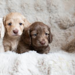 Dachshund Puppies from CTX Doxies