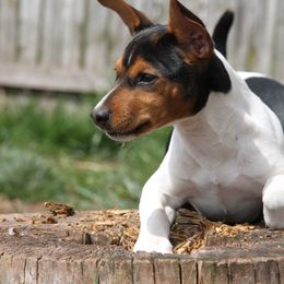 Rat Terrier Puppies from River Ridge Rat Terriers