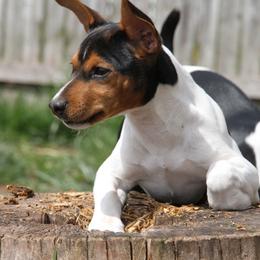 Rat Terrier Puppies from River Ridge Rat Terriers