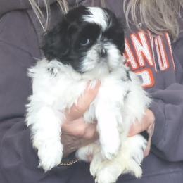 Mickey - Black and white female Shih Tzu puppy in Stockton, Missouri from James and Denise's Shih Tzus