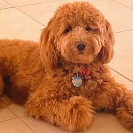 Poodles from Cordova Poodles