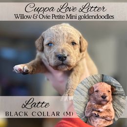 LATTE - Red  male Goldendoodle puppy in Watertown, New York from True Friend Doodles