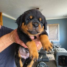 Foxy - Black and mahogany female Rottweiler puppy in Salt Lake City, Utah from Snubnose Rottweilers LLC