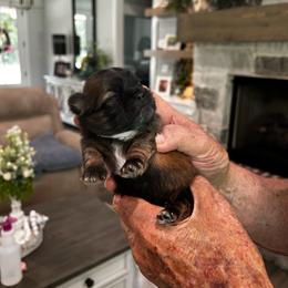 Truffles - Black gold and white female Shih Tzu puppy in Mineola, Texas from RL Phillips Shihtzus