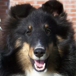 Shetland Sheepdogs from Canami Shelties