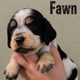 Fawn - Tri-Roan female English Springer Spaniel puppy in Fort White, Florida from Thunderbird Springers