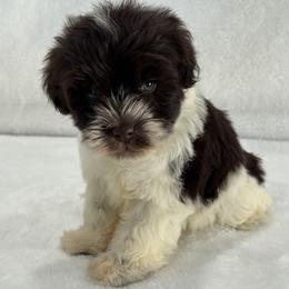 Chloe Male 1 AKC Mega Coat - Parti male Miniature Schnauzer puppy in Pageland, South Carolina from New Haven Farms