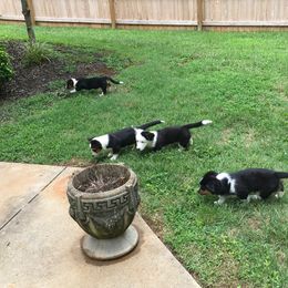 Cardigan Welsh Corgi puppies from Ace of Hearts