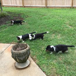 Cardigan Welsh Corgi puppies from Ace of Hearts
