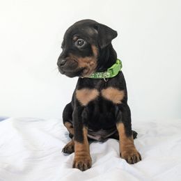 Doberman Pinscher and Miniature Pinscher Puppies from 305dobiez