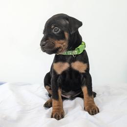Doberman Pinscher and Miniature Pinscher Puppies from 305dobiez