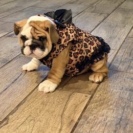 Bulldog and Pug Puppies from Tenpennypups