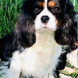 Bridget - Cavalier King Charles Spaniel