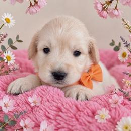 Yellow Sweet Cake. - Light golden female Golden Retriever puppy in Baldwin Park, California from Mountain Valley Retrievers